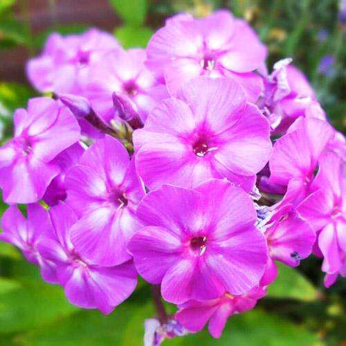 Флокс Flame Lilac (Флейм Лилак)