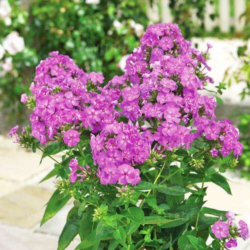 Флокс Flame Lilac (Флейм Лилак)