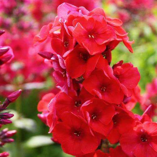 Флокс Flame Red (Флейм Ред)