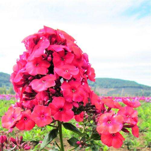 Флокс Flame Red (Флейм Ред)