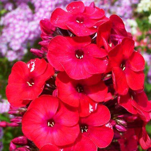 Флокс Flame Red (Флейм Ред)