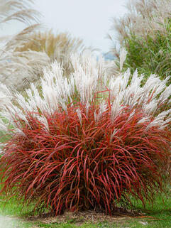 Мискантус Lady In Red (Леди Ин Ред)