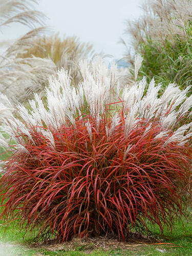 Мискантус Lady In Red (Леди Ин Ред)