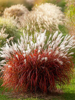 Мискантус Lady In Red (Леди Ин Ред)