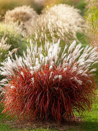 Мискантус Lady In Red (Леди Ин Ред)