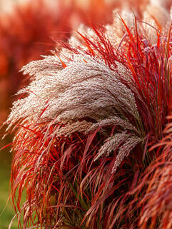 Мискантус Lady In Red (Леди Ин Ред)