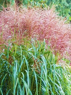 Мискантус Rotfeder (Ротфедер)
