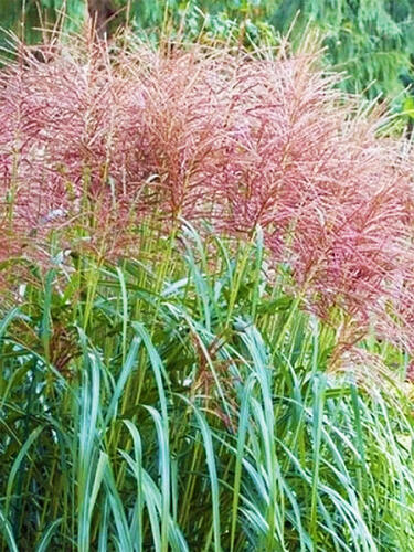 Мискантус Rotfeder (Ротфедер)