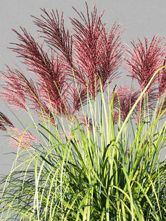Мискантус Rotfeder (Ротфедер)