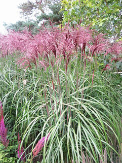 Мискантус Rotfeder (Ротфедер)