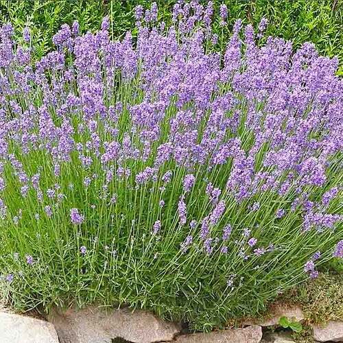 Лаванда узколистная Dwarf Blue (Дварф Блю)