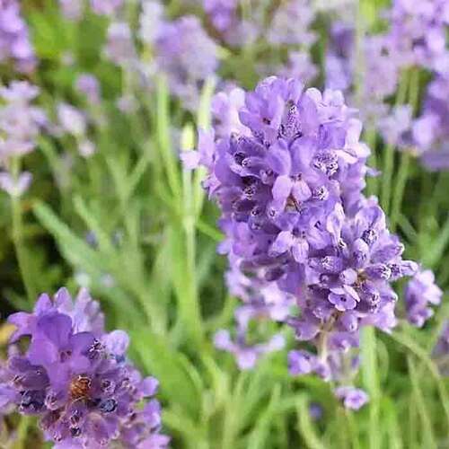 Лаванда узколистная Dwarf Blue (Дварф Блю)