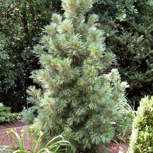 2479 sosna kedrovaya glauca 005 gl auto auto jpg 5 80