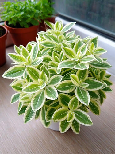 Традесканция комнатная White  (Белая) 