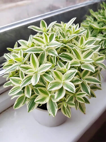 Традесканция комнатная White  (Белая) 