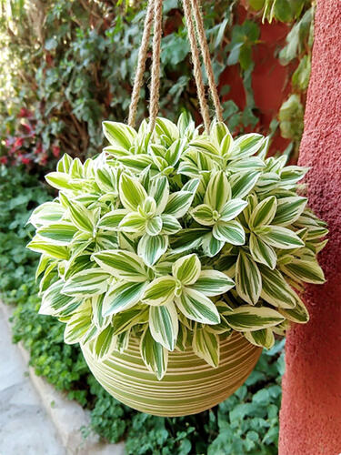 Традесканция комнатная White  (Белая) 