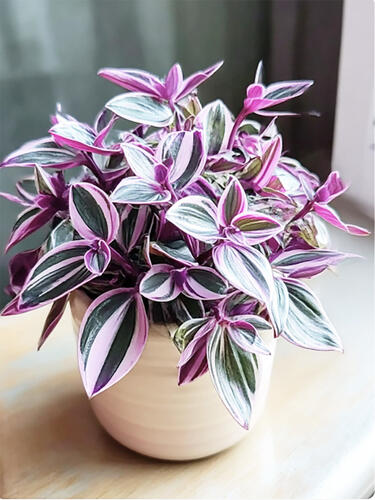 Традесканция комнатная Nanouk  (Нанук)