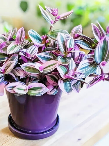 Традесканция комнатная Nanouk  (Нанук)