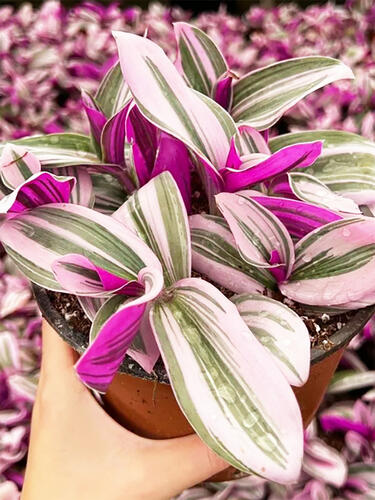 Традесканция комнатная Nanouk  (Нанук)