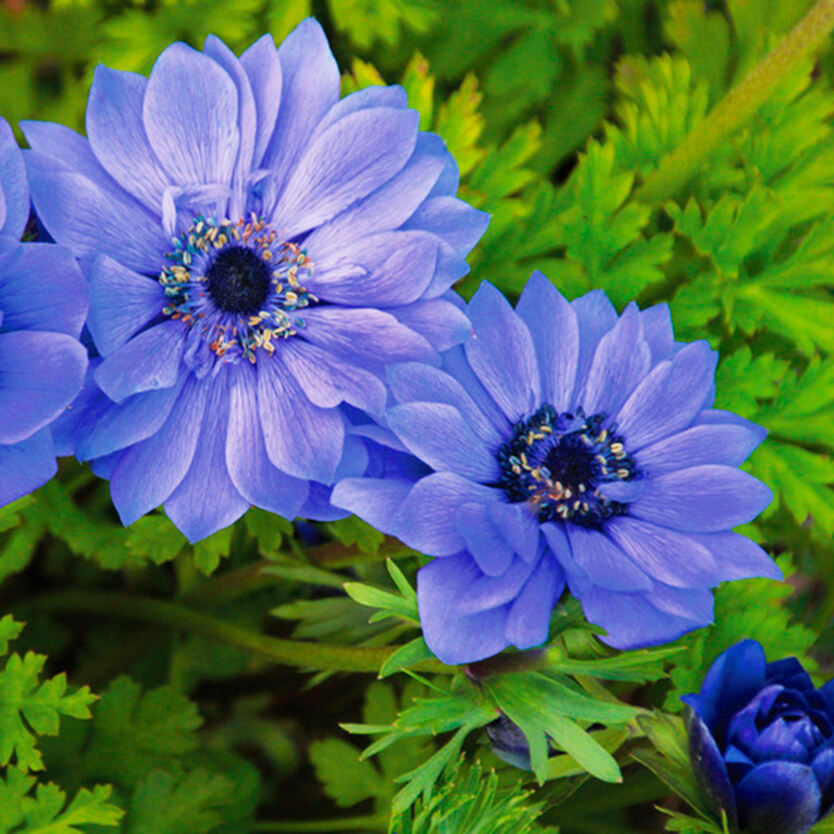Анемона цветок фото и описание. Анемона махровая Блу. Анемона Sylphide.