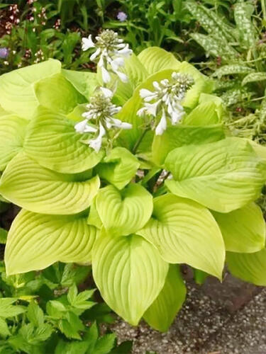 Хоста Banana Kid (Банана Кид)