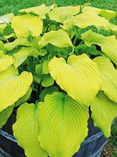 Хоста Banana Kid (Банана Кид)