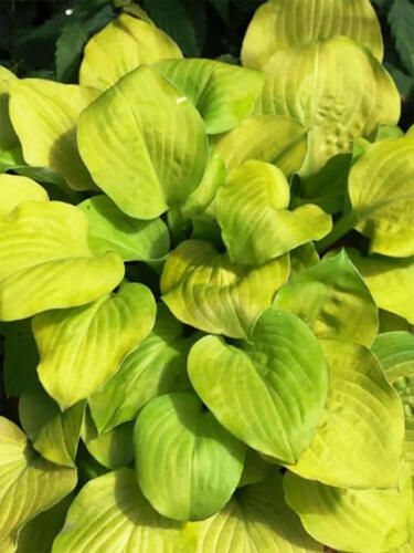 Хоста Banana Kid (Банана Кид)