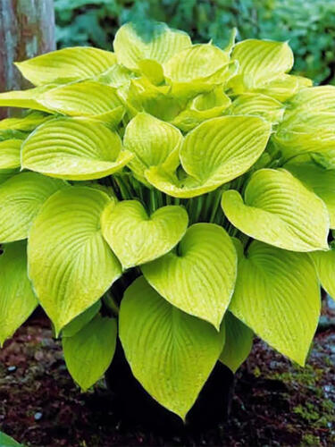 Хоста Banana Kid (Банана Кид)