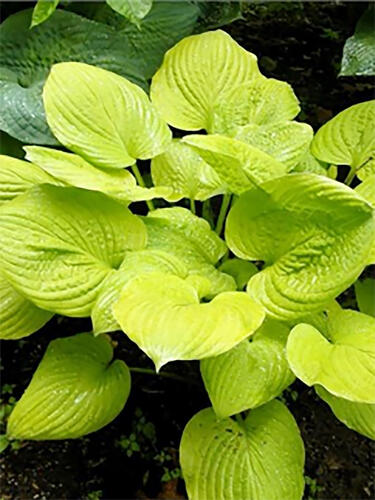 Хоста Banana Kid (Банана Кид)