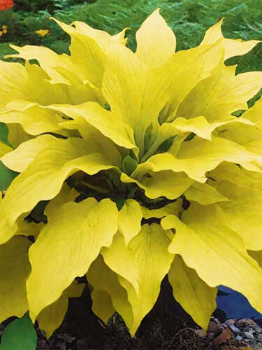 Хоста гибридная  Lipstick Blonde (Липстик Блонд) М