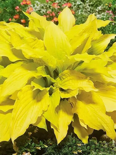 Хоста гибридная  Lipstick Blonde (Липстик Блонд) М