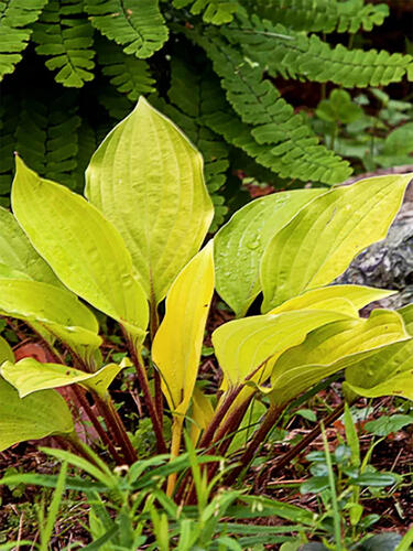 Хоста гибридная  Lipstick Blonde (Липстик Блонд) М