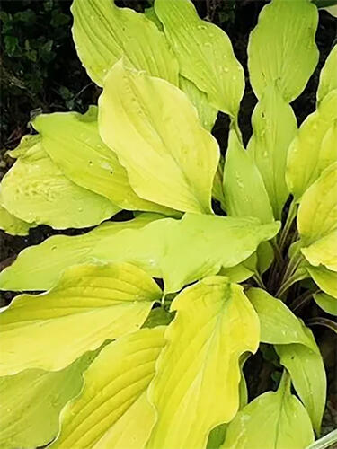 Хоста гибридная  Lipstick Blonde (Липстик Блонд) М