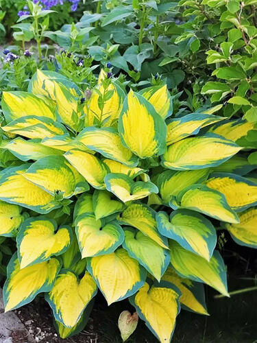 Хоста гибридная  Orange Marmalade (Оранж Мармелад) L