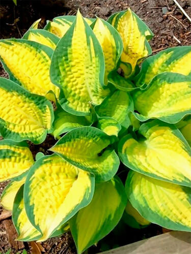 Хоста гибридная  Orange Marmalade (Оранж Мармелад) L