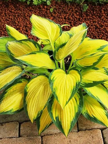 Хоста гибридная  Orange Marmalade (Оранж Мармелад) L