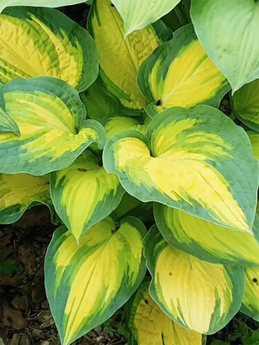 Хоста гибридная  Orange Marmalade (Оранж Мармелад) L