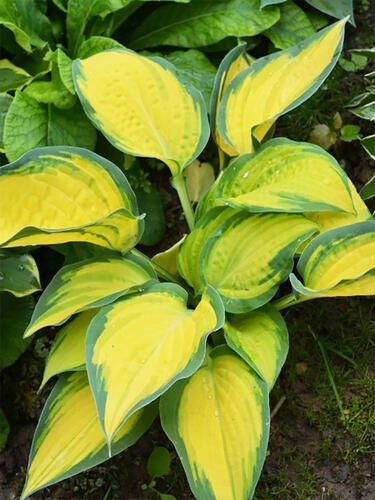 Хоста гибридная  Orange Marmalade (Оранж Мармелад) L