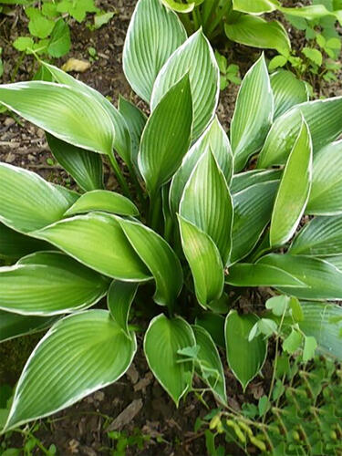 Хоста гибридная Silver Shadow (Сильвер Шедоу) M