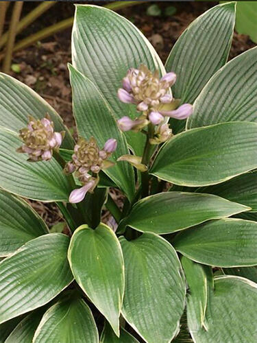 Хоста гибридная Silver Shadow (Сильвер Шедоу) M