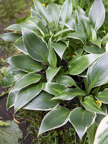Хоста гибридная Silver Shadow (Сильвер Шедоу) M