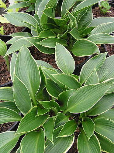 Хоста гибридная Silver Shadow (Сильвер Шедоу) M