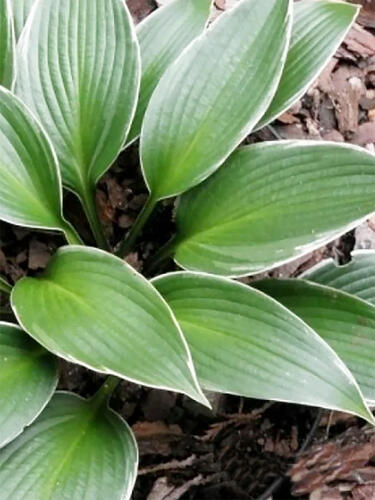 Хоста гибридная Silver Shadow (Сильвер Шедоу) M