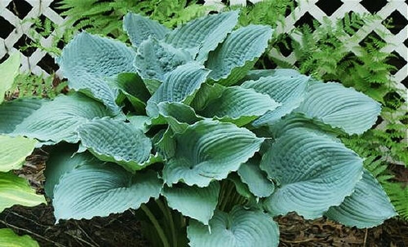 Описание сорта Хоста Квин оф зе Сиз