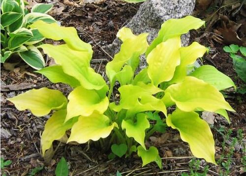 Хоста Sweet Tater Pie (Свит Тэйт Пай) S