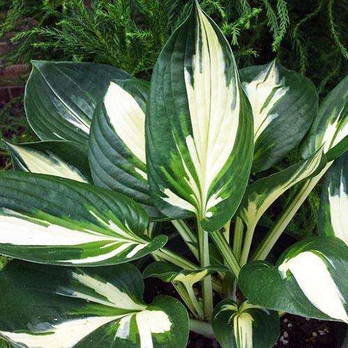 Хоста Cliffords Stingray (Клиффордс Стингрей) М