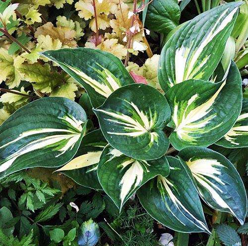 Хоста Cliffords Stingray (Клиффордс Стингрей) М