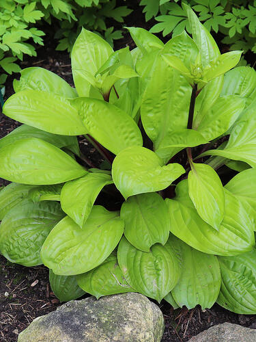 Хоста гибридная Lemon Snap (Лемон Снеп) М