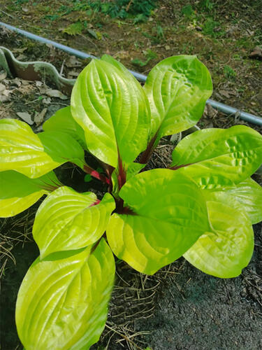 Хоста гибридная Lemon Snap (Лемон Снеп) М