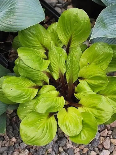 Хоста гибридная Lemon Snap (Лемон Снеп) М